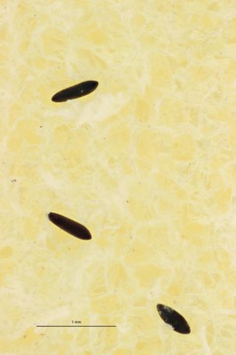 BE-RBINS-ENT Aedes (Finlaya) koreicus (eggs) ZS PMax Scaled.jpeg BE-RBINS-ENT Aedes (Finlaya) koreicus (eggs) ZS PMax Scaled.jpeg