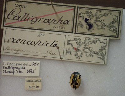 BE-RBINS-ENT Calligrapha_001 Calligrapha aenopicta Label.jpg BE-RBINS-ENT Calligrapha_001 Calligrapha aenopicta Label.jpg