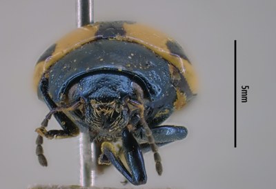 BE-RBINS-ENT Calligrapha_003 Calligrapha aenopicta Frontal.jpg BE-RBINS-ENT Calligrapha_003 Calligrapha aenopicta Frontal.jpg