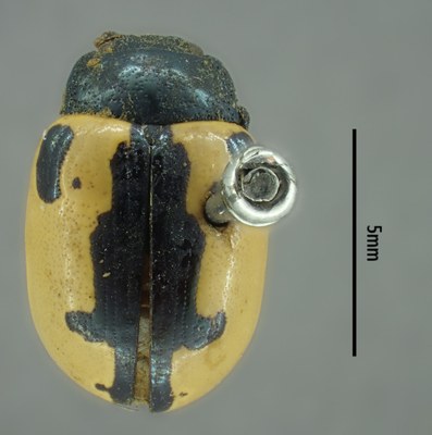 BE-RBINS-ENT Calligrapha_005 Calligrapha aenopicta Dorsal.jpg BE-RBINS-ENT Calligrapha_005 Calligrapha aenopicta Dorsal.jpg