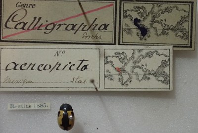 BE-RBINS-ENT Calligrapha_005 Calligrapha aenopicta Label.jpg BE-RBINS-ENT Calligrapha_005 Calligrapha aenopicta Label.jpg