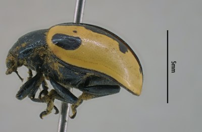 BE-RBINS-ENT Calligrapha_005 Calligrapha aenopicta Lateral.jpg BE-RBINS-ENT Calligrapha_005 Calligrapha aenopicta Lateral.jpg