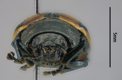 BE-RBINS-ENT Calligrapha_008 Calligrapha aenopicta Frontal.jpg BE-RBINS-ENT Calligrapha_008 Calligrapha aenopicta Frontal.jpg