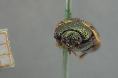 BE-RBINS-ENT Calligrapha_321 Calligrapha philadelphica Frontal.jpg