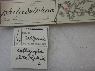 BE-RBINS-ENT Calligrapha_305 Calligrapha philadelphica Label.jpg