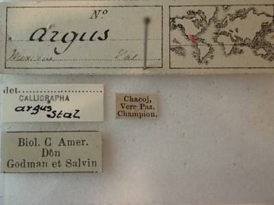 BE-RBINS-ENT Calligrapha_015  Calligrapha argus Label.JPG