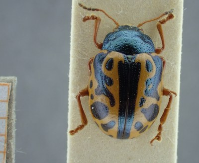 BE-RBINS-ENT Calligrapha_082 Calligrapha fulvipes Dorsal.jpg BE-RBINS-ENT Calligrapha_082 Calligrapha fulvipes Dorsal.jpg
