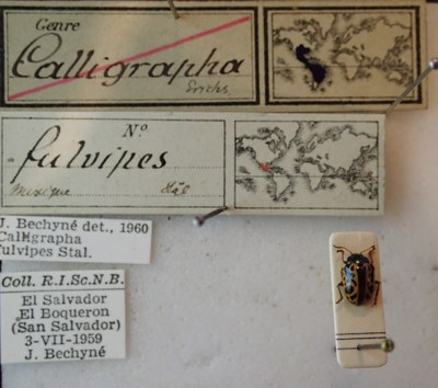 BE-RBINS-ENT Calligrapha_082 Calligrapha fulvipes Label.jpg