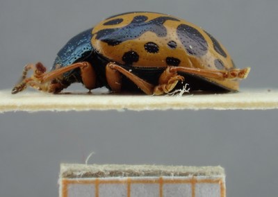 BE-RBINS-ENT Calligrapha_082 Calligrapha fulvipes Lateral.jpg BE-RBINS-ENT Calligrapha_082 Calligrapha fulvipes Lateral.jpg