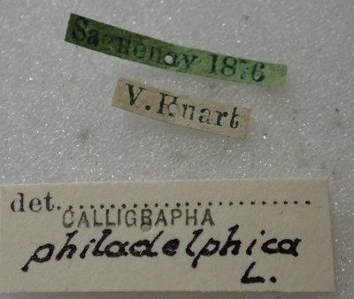 BE-RBINS-ENT Calligrapha_423 Calligrapha (Calligrapha) scalaris Label.jpg