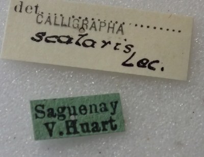 BE-RBINS-ENT Calligrapha_429 Calligrapha (Calligrapha) scalaris Label.jpg