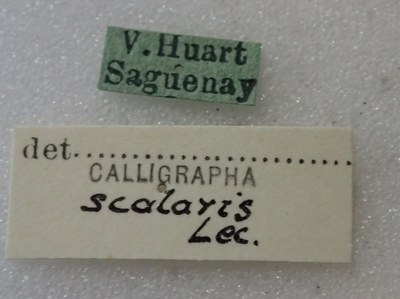 BE-RBINS-ENT Calligrapha_439 Calligrapha (Calligrapha) scalaris Label.jpg