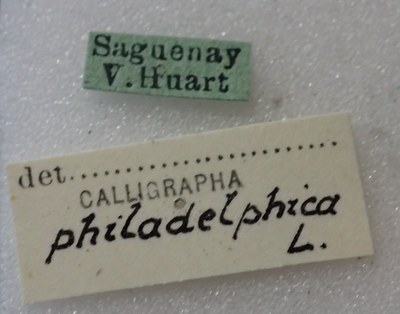 BE-RBINS-ENT Calligrapha_450 Calligrapha (Calligrapha) scalaris Label.jpg