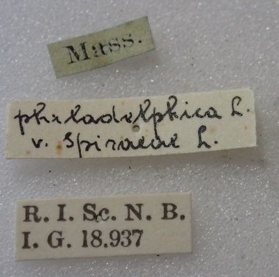 BE-RBINS-ENT Calligrapha_458 Calligrapha (Calligrapha) scalaris Label.jpg