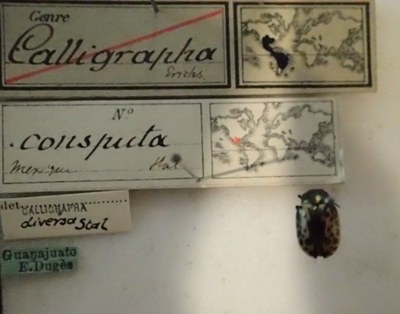 BE-RBINS-ENT Calligrapha_026 Calligrapha consputa Label.jpg BE-RBINS-ENT Calligrapha_026 Calligrapha consputa Label.jpg