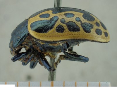BE-RBINS-ENT Calligrapha_028 Calligrapha consputa Lateral.jpg BE-RBINS-ENT Calligrapha_028 Calligrapha consputa Lateral.jpg
