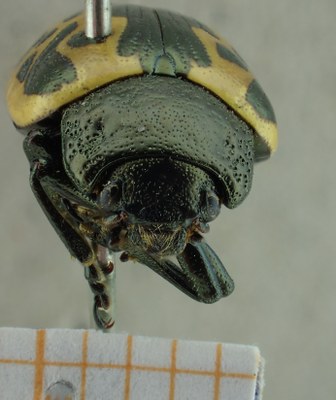 BE-RBINS-ENT Calligrapha_036 Calligrapha consputa Frontal.jpg BE-RBINS-ENT Calligrapha_036 Calligrapha consputa Frontal.jpg
