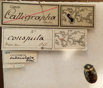 BE-RBINS-ENT Calligrapha_036 Calligrapha consputa Label.jpg BE-RBINS-ENT Calligrapha_036 Calligrapha consputa Label.jpg
