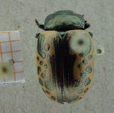 BE-RBINS-ENT Calligrapha_037 Calligrapha consputa Dorsal.jpg BE-RBINS-ENT Calligrapha_037 Calligrapha consputa Dorsal.jpg