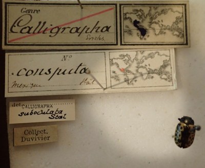 BE-RBINS-ENT Calligrapha_038 Calligrapha consputa Label.jpg BE-RBINS-ENT Calligrapha_038 Calligrapha consputa Label.jpg