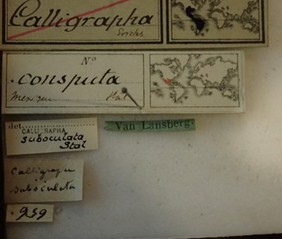 BE-RBINS-ENT Calligrapha_040 Calligrapha consputa Label.jpg