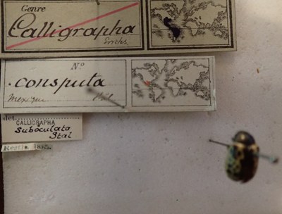 BE-RBINS-ENT Calligrapha_041 Calligrapha consputa Label.jpg BE-RBINS-ENT Calligrapha_041 Calligrapha consputa Label.jpg