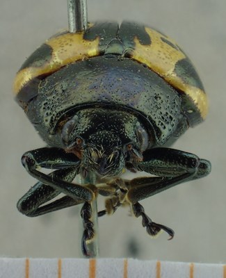 BE-RBINS-ENT Calligrapha_042 Calligrapha consputa Frontal.jpg BE-RBINS-ENT Calligrapha_042 Calligrapha consputa Frontal.jpg