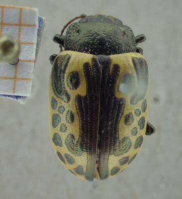 BE-RBINS-ENT Calligrapha_044 Calligrapha consputa Dorsal.jpg BE-RBINS-ENT Calligrapha_044 Calligrapha consputa Dorsal.jpg