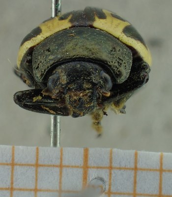 BE-RBINS-ENT Calligrapha_044 Calligrapha consputa Frontal.jpg BE-RBINS-ENT Calligrapha_044 Calligrapha consputa Frontal.jpg
