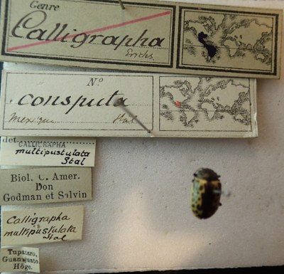 BE-RBINS-ENT Calligrapha_044 Calligrapha consputa Label.jpg