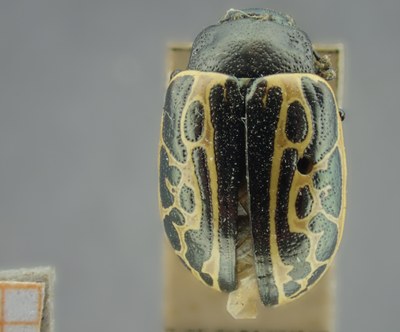 BE-RBINS-ENT Calligrapha_061 Calligrapha elegantula Dorsal.jpg BE-RBINS-ENT Calligrapha_061 Calligrapha elegantula Dorsal.jpg