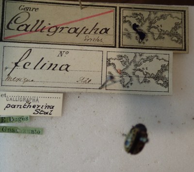 BE-RBINS-ENT Calligrapha_072 Calligrapha felina Label.jpg BE-RBINS-ENT Calligrapha_072 Calligrapha felina Label.jpg