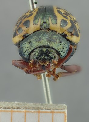 BE-RBINS-ENT Calligrapha_287 Calligrapha pantherina Frontal.jpg