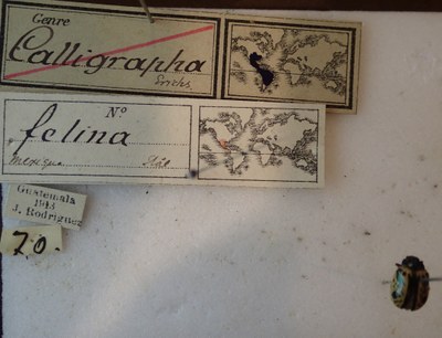 BE-RBINS-ENT Calligrapha_076 Calligrapha felina Label.jpg BE-RBINS-ENT Calligrapha_076 Calligrapha felina Label.jpg