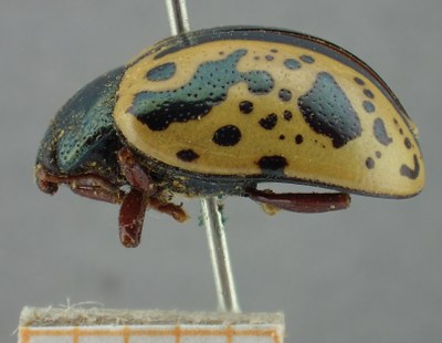 BE-RBINS-ENT Calligrapha_076 Calligrapha felina Lateral.jpg BE-RBINS-ENT Calligrapha_076 Calligrapha felina Lateral.jpg