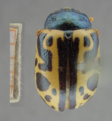 BE-RBINS-ENT Calligrapha_078 Calligrapha fulvipes Dorsal.jpg BE-RBINS-ENT Calligrapha_078 Calligrapha fulvipes Dorsal.jpg