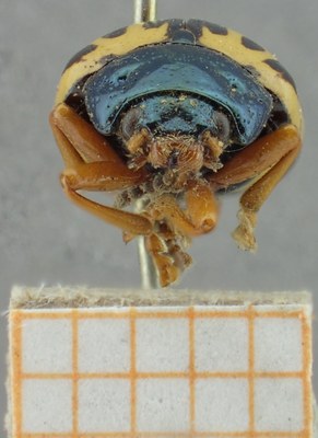 BE-RBINS-ENT Calligrapha_078 Calligrapha fulvipes Frontal.jpg BE-RBINS-ENT Calligrapha_078 Calligrapha fulvipes Frontal.jpg