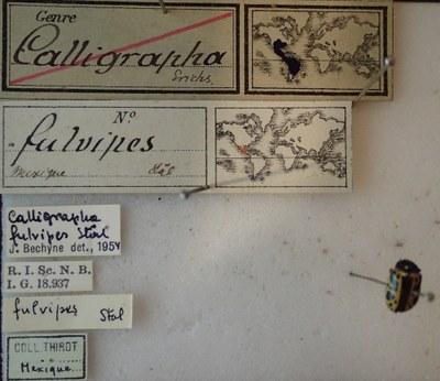 BE-RBINS-ENT Calligrapha_078 Calligrapha fulvipes Label.jpg BE-RBINS-ENT Calligrapha_078 Calligrapha fulvipes Label.jpg