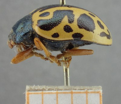 BE-RBINS-ENT Calligrapha_078 Calligrapha fulvipes Lateral.jpg BE-RBINS-ENT Calligrapha_078 Calligrapha fulvipes Lateral.jpg