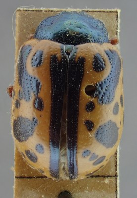 BE-RBINS-ENT Calligrapha_079 Calligrapha fulvipes Dorsal.jpg BE-RBINS-ENT Calligrapha_079 Calligrapha fulvipes Dorsal.jpg