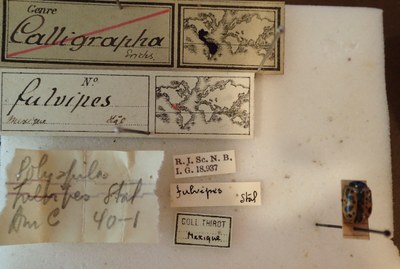 BE-RBINS-ENT Calligrapha_079 Calligrapha fulvipes Label.jpg BE-RBINS-ENT Calligrapha_079 Calligrapha fulvipes Label.jpg