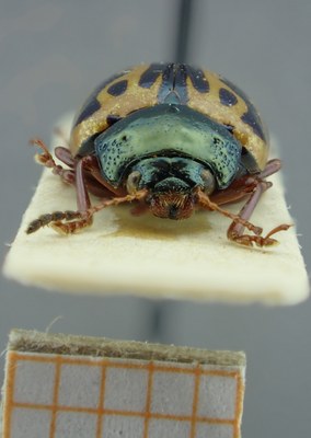 BE-RBINS-ENT Calligrapha_080 Calligrapha fulvipes Frontal.jpg BE-RBINS-ENT Calligrapha_080 Calligrapha fulvipes Frontal.jpg