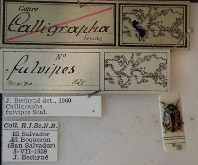 BE-RBINS-ENT Calligrapha_080 Calligrapha fulvipes Label.jpg BE-RBINS-ENT Calligrapha_080 Calligrapha fulvipes Label.jpg