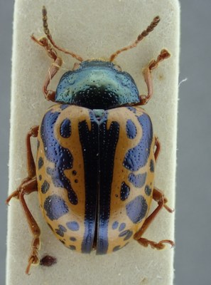 BE-RBINS-ENT Calligrapha_083 Calligrapha fulvipes Dorsal.jpg BE-RBINS-ENT Calligrapha_083 Calligrapha fulvipes Dorsal.jpg