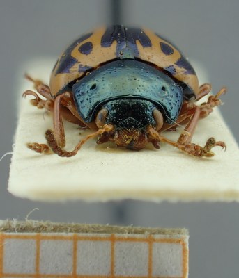 BE-RBINS-ENT Calligrapha_083 Calligrapha fulvipes Frontal.jpg BE-RBINS-ENT Calligrapha_083 Calligrapha fulvipes Frontal.jpg