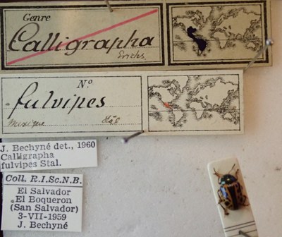 BE-RBINS-ENT Calligrapha_083 Calligrapha fulvipes Label.jpg