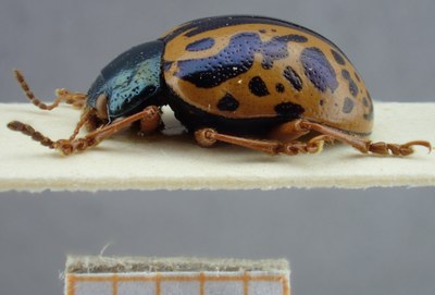 BE-RBINS-ENT Calligrapha_083 Calligrapha fulvipes Lateral.jpg BE-RBINS-ENT Calligrapha_083 Calligrapha fulvipes Lateral.jpg