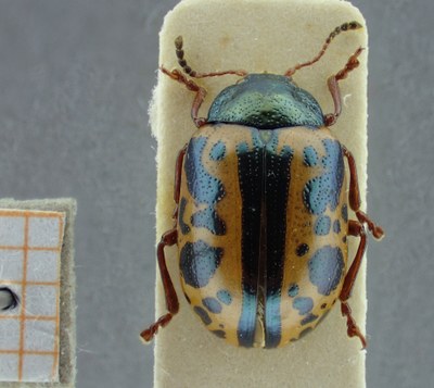 BE-RBINS-ENT Calligrapha_084 Calligrapha fulvipes Dorsal.jpg BE-RBINS-ENT Calligrapha_084 Calligrapha fulvipes Dorsal.jpg