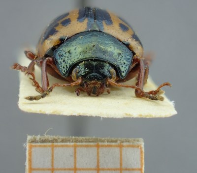 BE-RBINS-ENT Calligrapha_084 Calligrapha fulvipes Frontal.jpg BE-RBINS-ENT Calligrapha_084 Calligrapha fulvipes Frontal.jpg