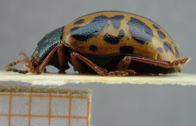 BE-RBINS-ENT Calligrapha_084 Calligrapha fulvipes Lateral.jpg BE-RBINS-ENT Calligrapha_084 Calligrapha fulvipes Lateral.jpg